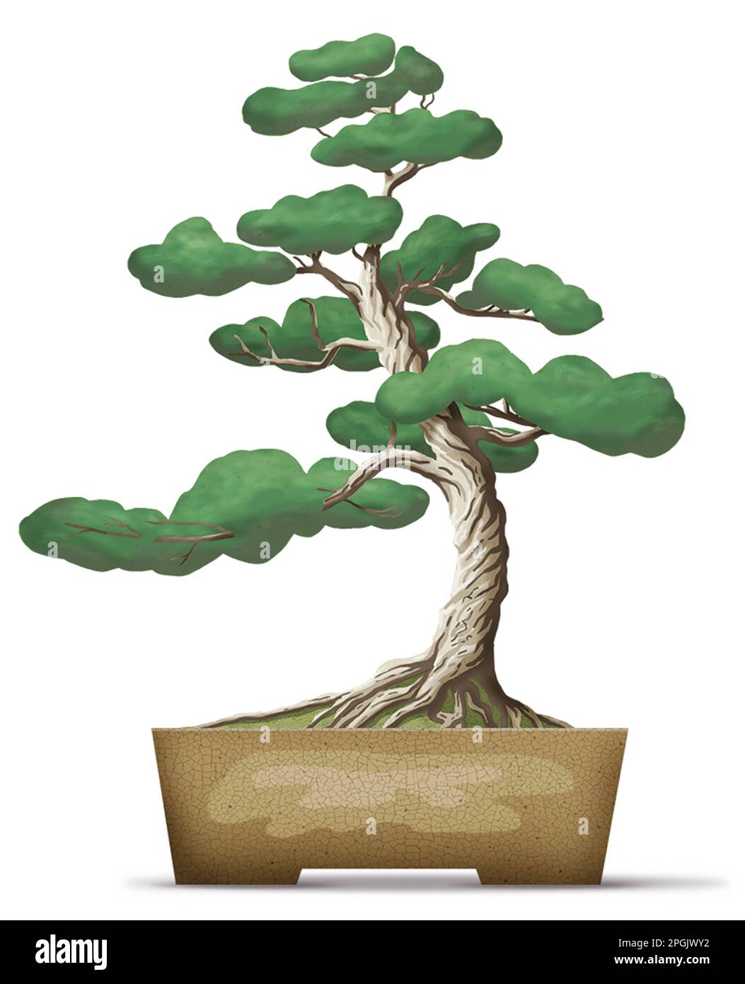 Informal upright style bonsai tree Stock Photo