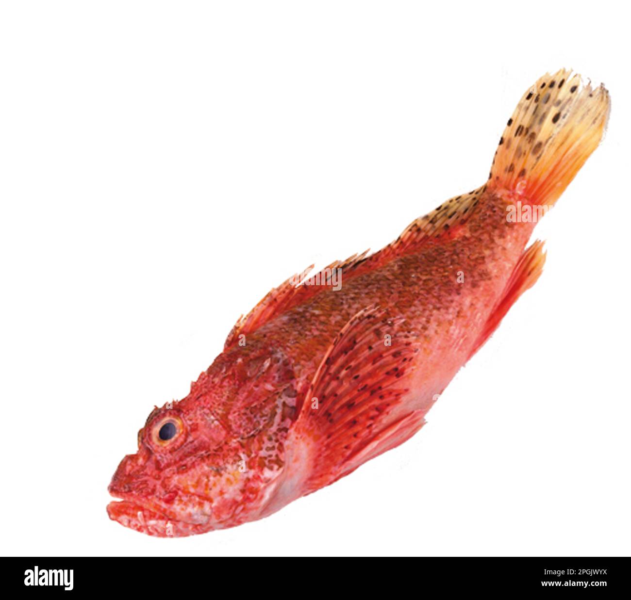 Mediterranean Fish, Celery, Rue, Thyme, Juniper Berries, Coriander