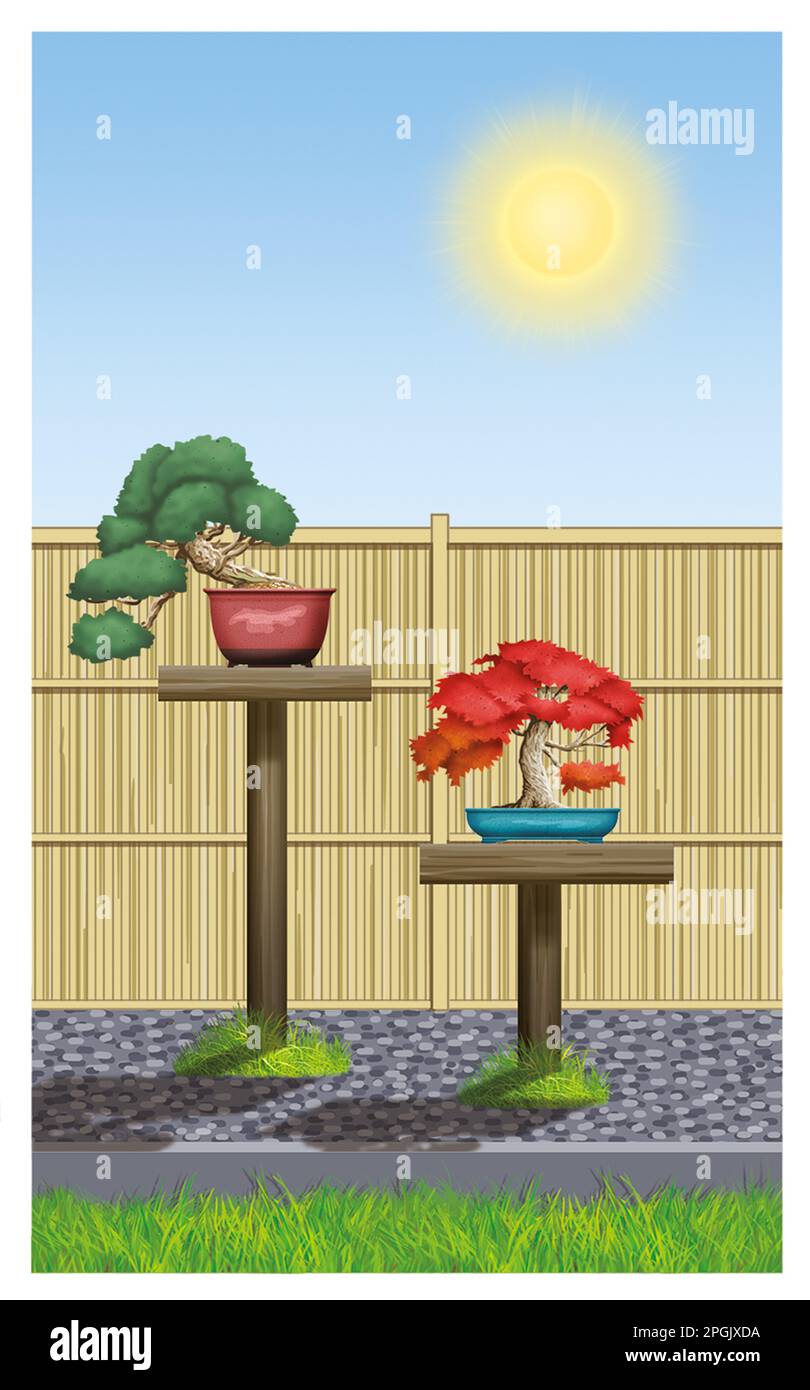 How to care and display bonsai trees outdoors Stock Photo Alamy