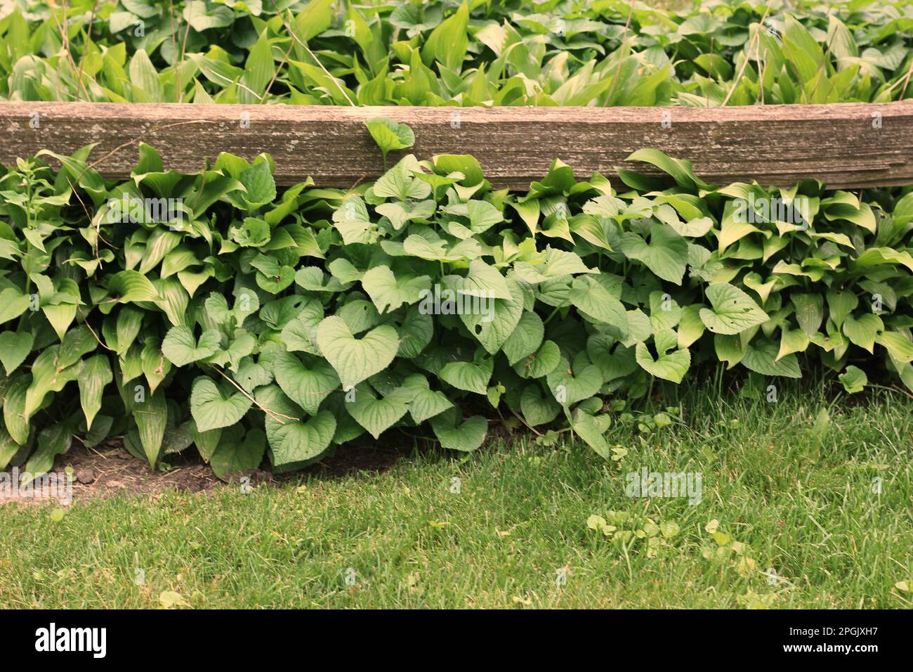 Traditional wooden fence standing in the overgrown field Stock Photo ...