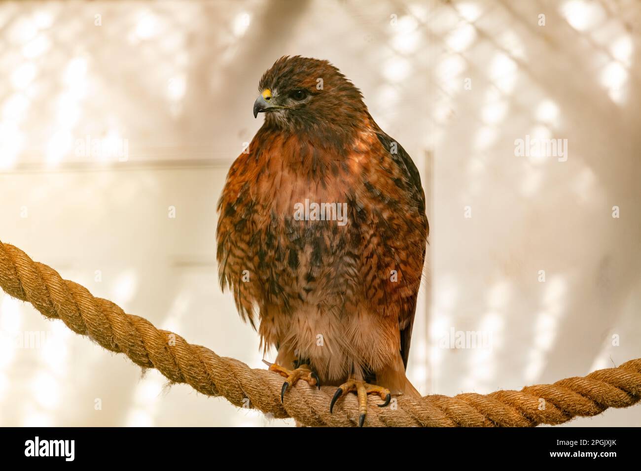 A majestic Red-tailed Hawk perched atop a thick rope, its head bowed in ...