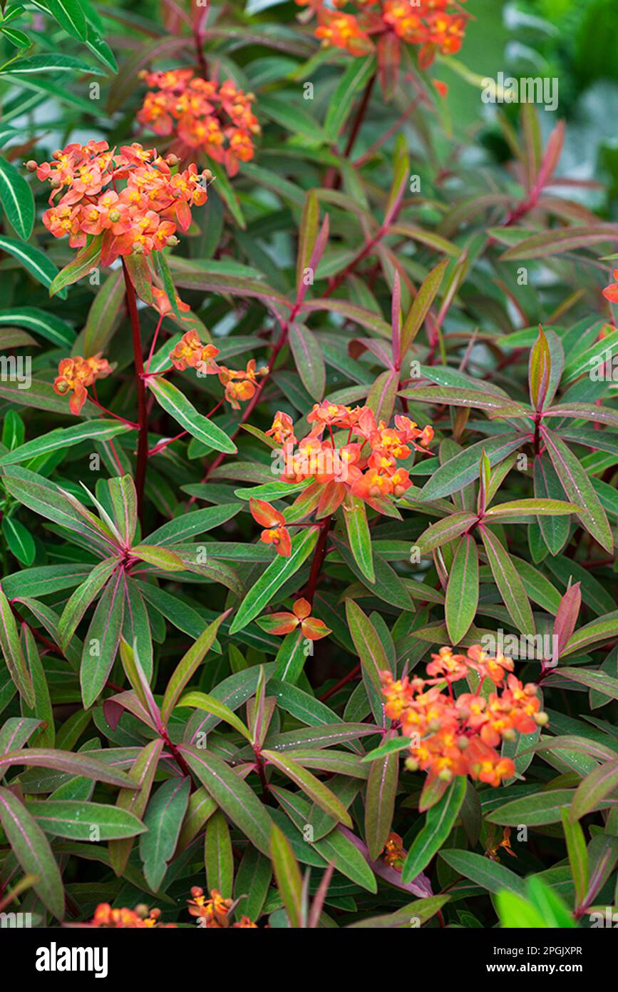 Euphorbia griffithii 'Fireglow' Stock Photo