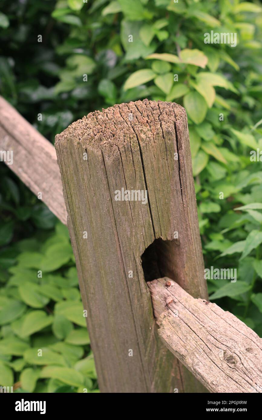 Traditional wooden fence standing in the overgrown field Stock Photo ...