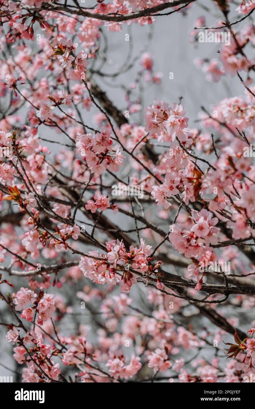 Lush pink cherry blossoms hi-res stock photography and images - Alamy