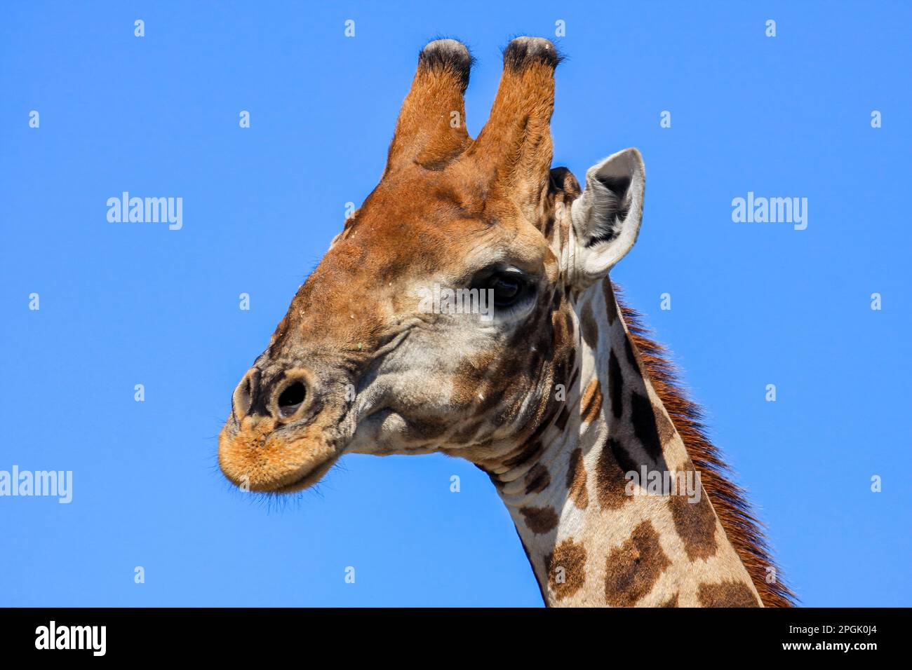 Portrait of a Giraffe Stock Photo