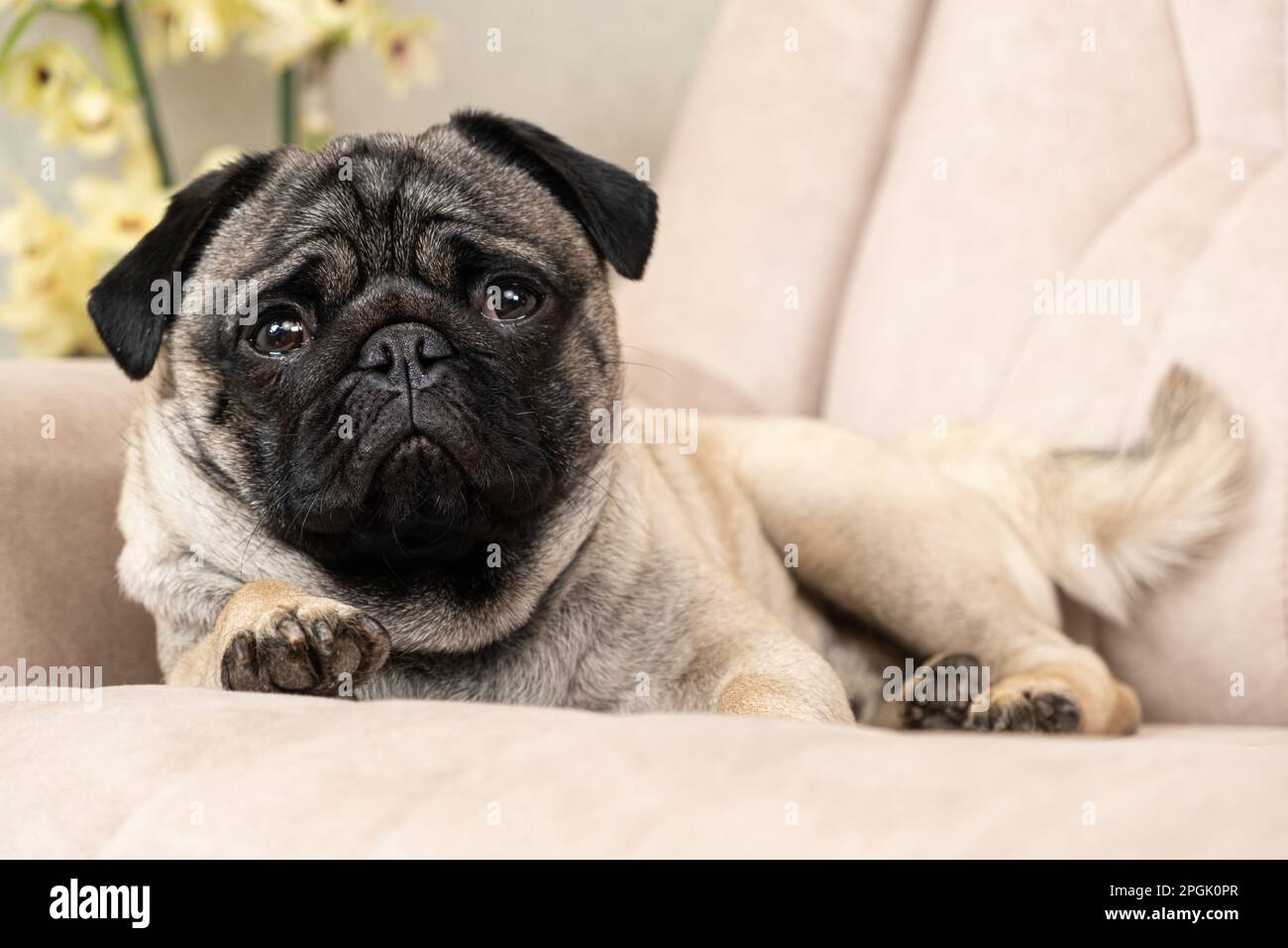 Pug dog best sale shop