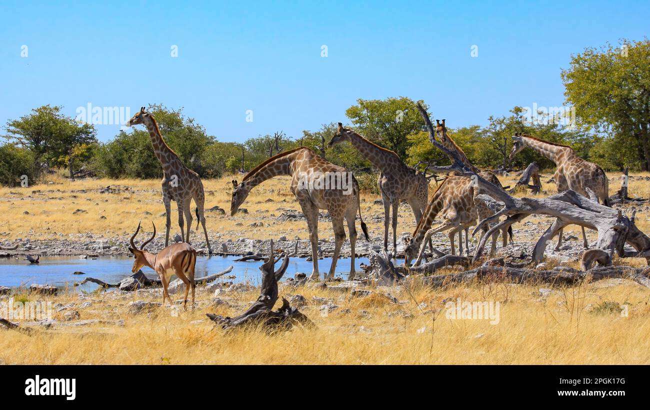 Giraffes in serengeti national park hi-res stock photography and images ...