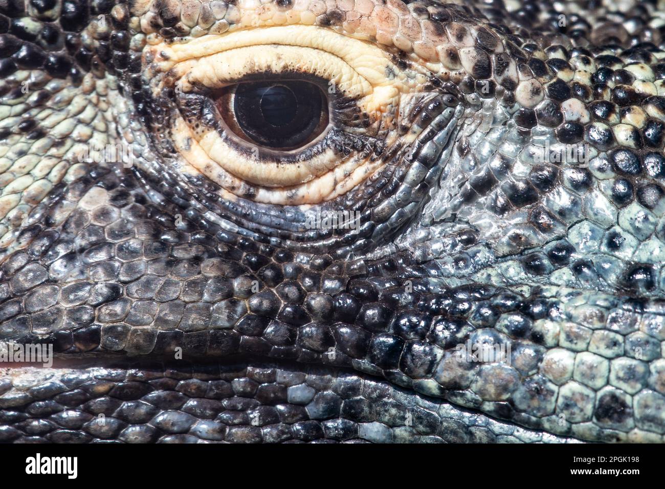 Detail of the eye and skin of a Komodo dragon (Varanus komodoensis), also known as the Komodo monitor, the largest extant species of lizard Stock Photo