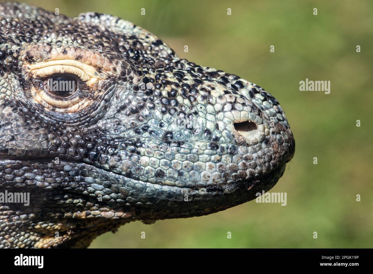 The head of a Komodo dragon (Varanus komodoensis), also known as the Komodo monitor, the largest extant species of lizard Stock Photo