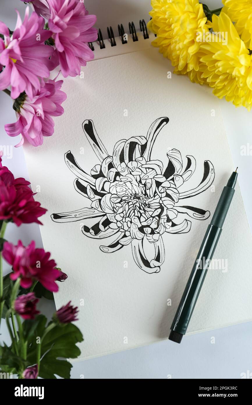 Drawing of chrysanthemum in sketchbook, flowers and pen on white