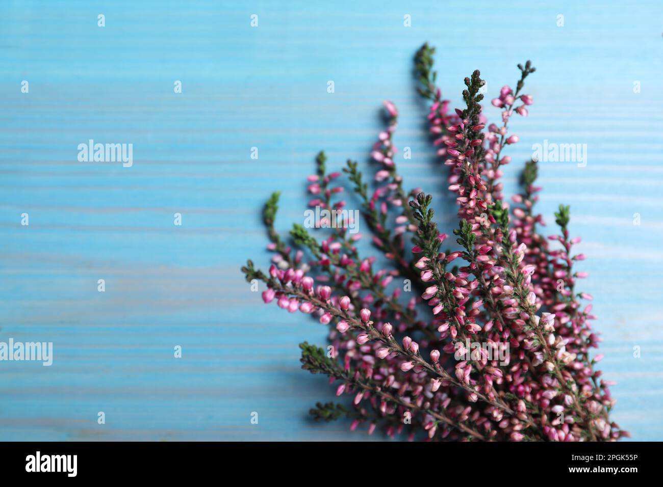 Heather branches with beautiful flowers on light blue wooden table, above view. Space for text Stock Photo