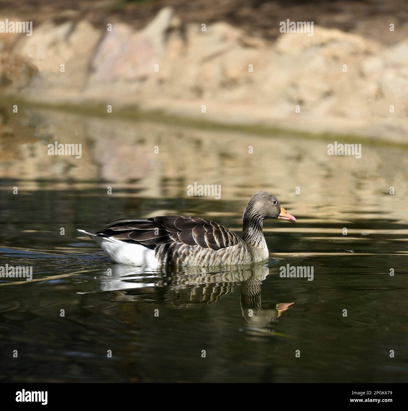 Natural landscape with view of a Canada goose (Branta canadensis) swimming in a pond. Stock Photo