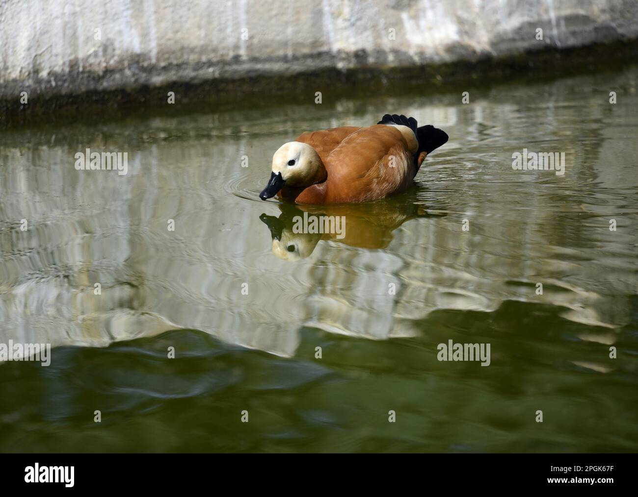 Rump of a duck hi-res stock photography and images - Alamy