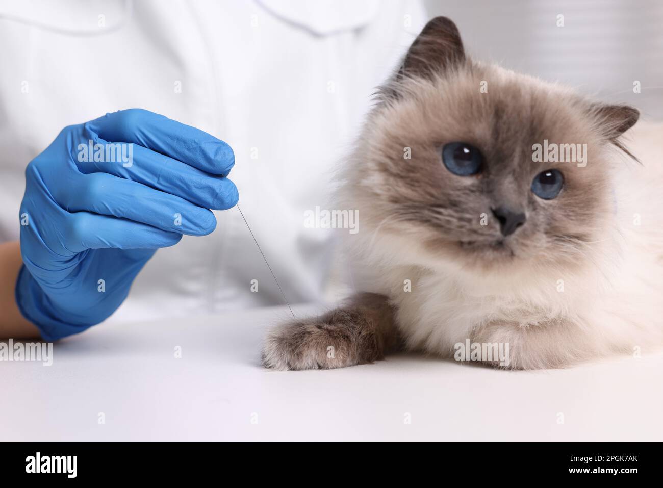 Veterinary holding acupuncture needle near cat's paw indoors, closeup. Animal treatment Stock Photo