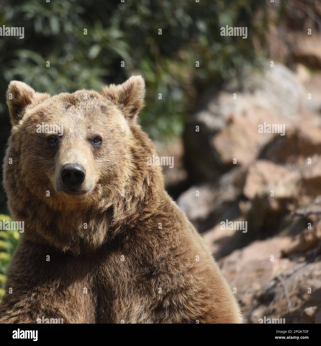 Eurasian brown bear (Ursus arctos arctos) portrait Stock Photo - Alamy
