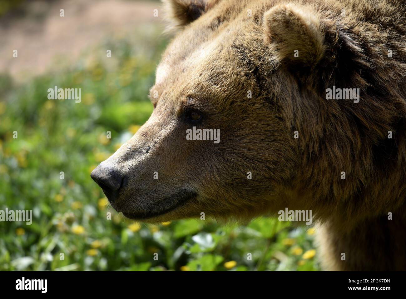 Eurasian brown bear (Ursus arctos arctos) portrait Stock Photo - Alamy