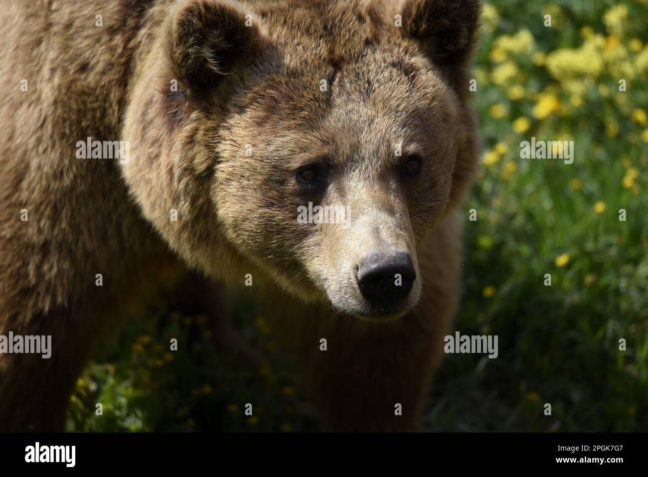 Eurasian brown bear (Ursus arctos arctos) portrait Stock Photo - Alamy