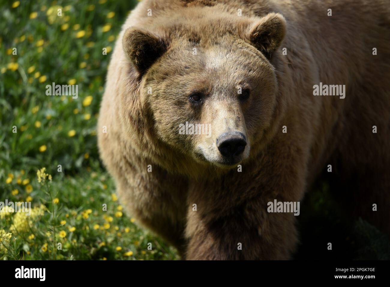 Eurasian brown bear (Ursus arctos arctos) portrait Stock Photo - Alamy