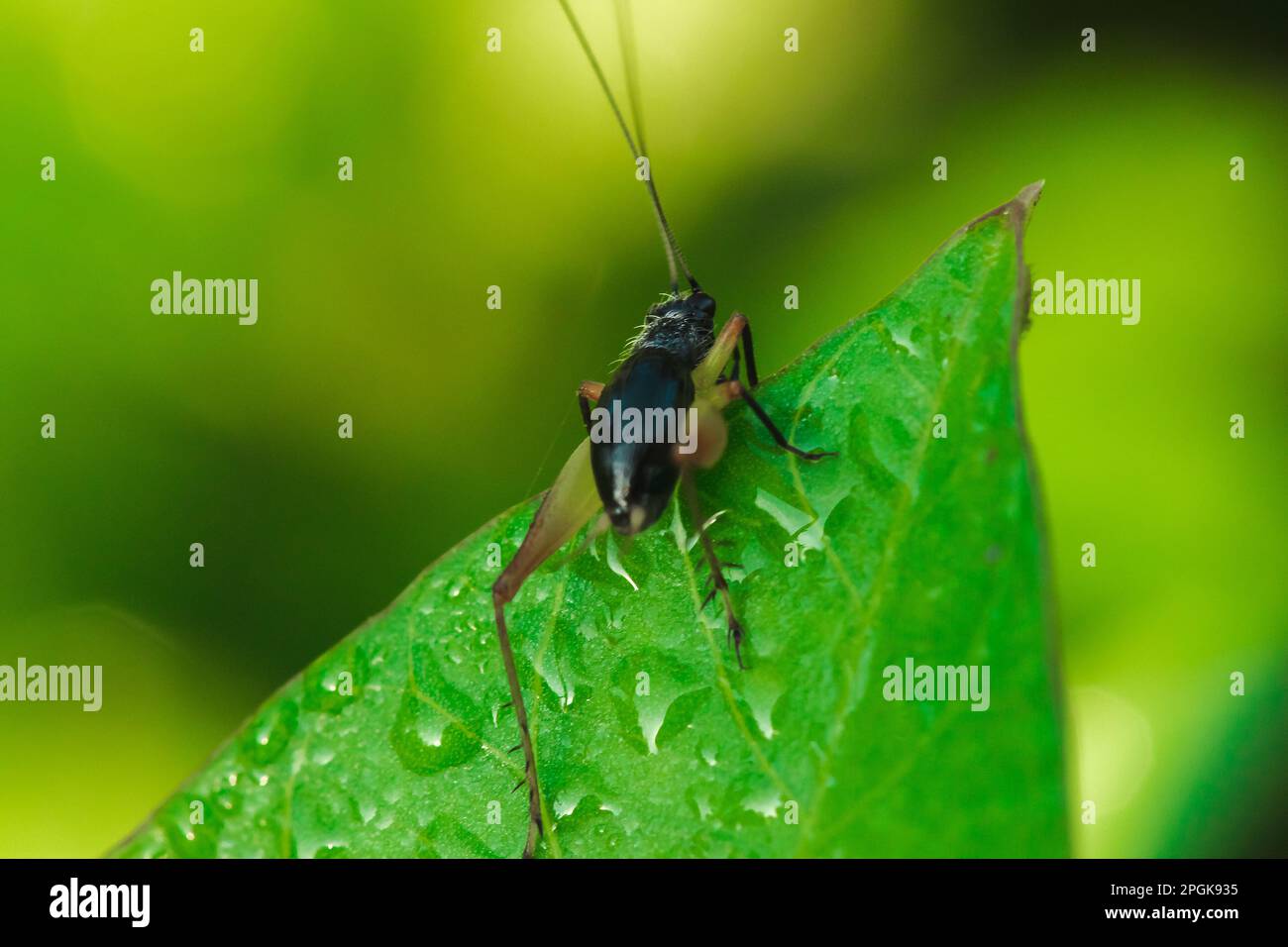 Metioche vittaticolis is on a leaf, about 6 mm in length. Metioche vittaticolis has been found in rice fields since the beginning of the growing seaso Stock Photo