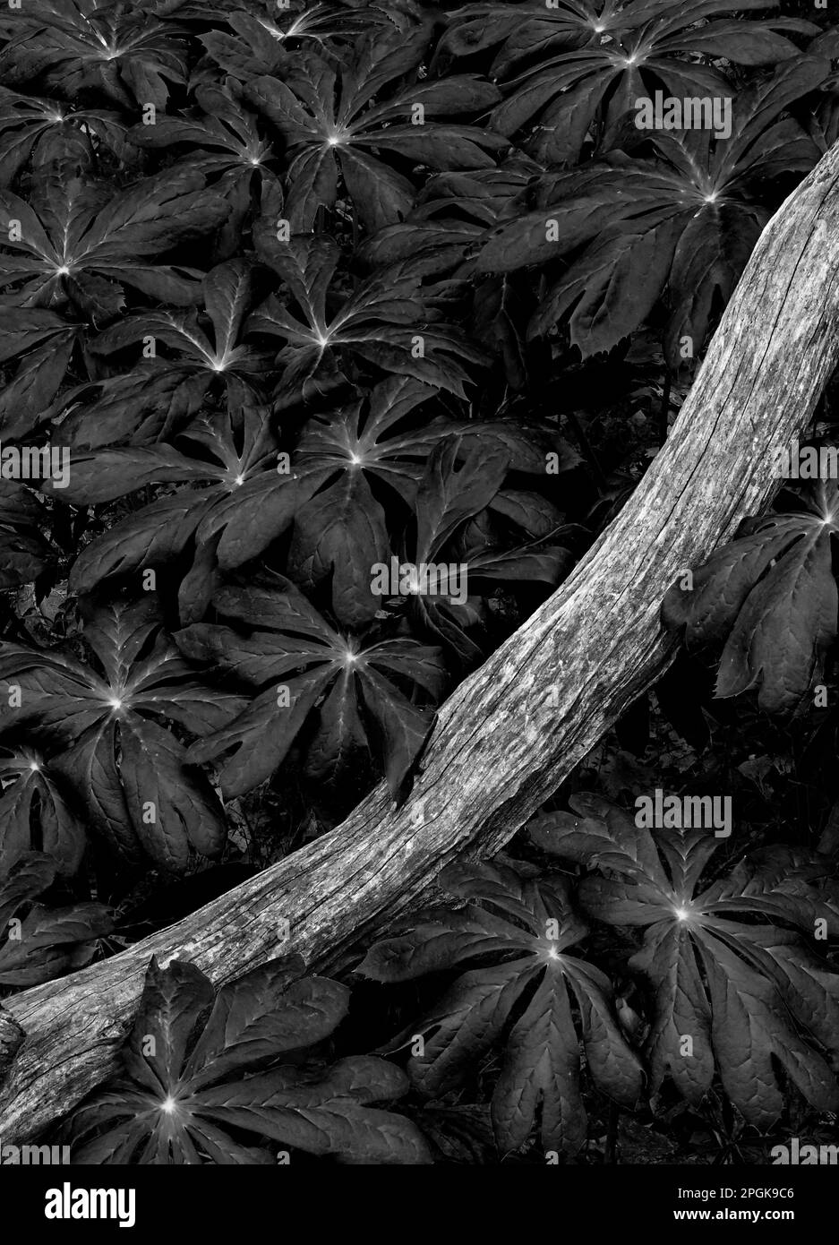 Mayapple Black and White Stock Photos & Images Alamy