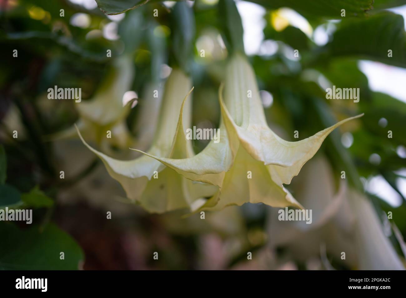 Mostly blurred white flowers of angels trumpet on green leaves background Stock Photo