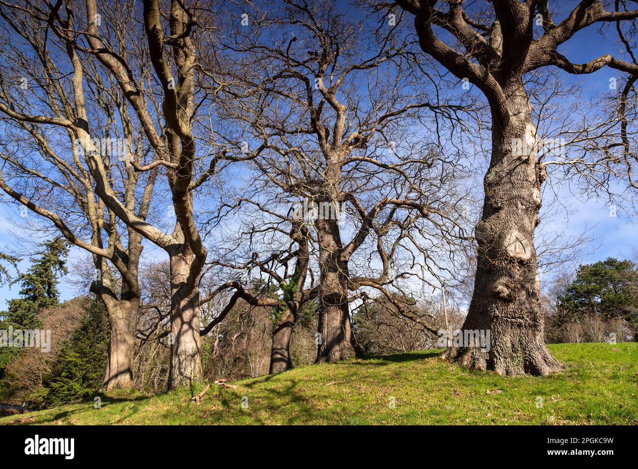 Copse of trees with bare branches in winter sunlight Stock Photo