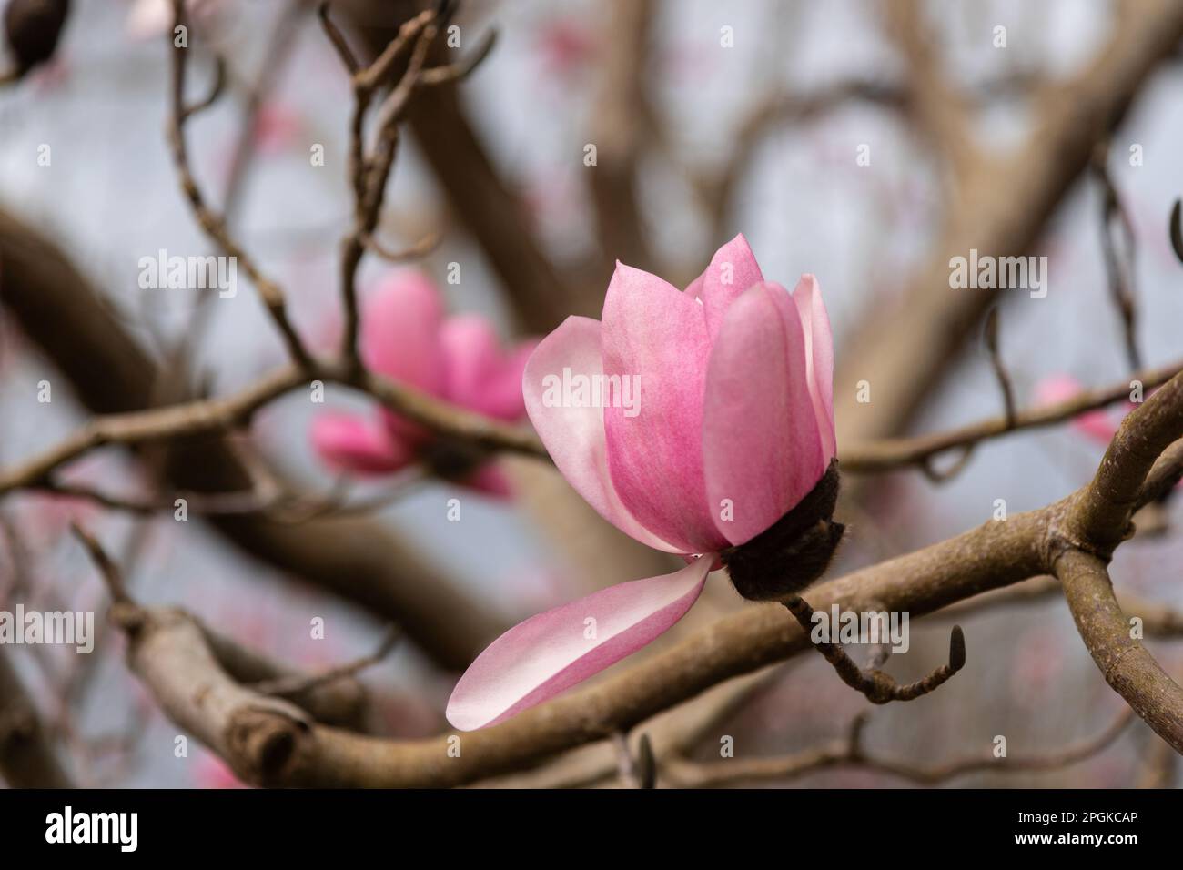 Pink Magnolia Soulangeana flowers in springtime Stock Photo
