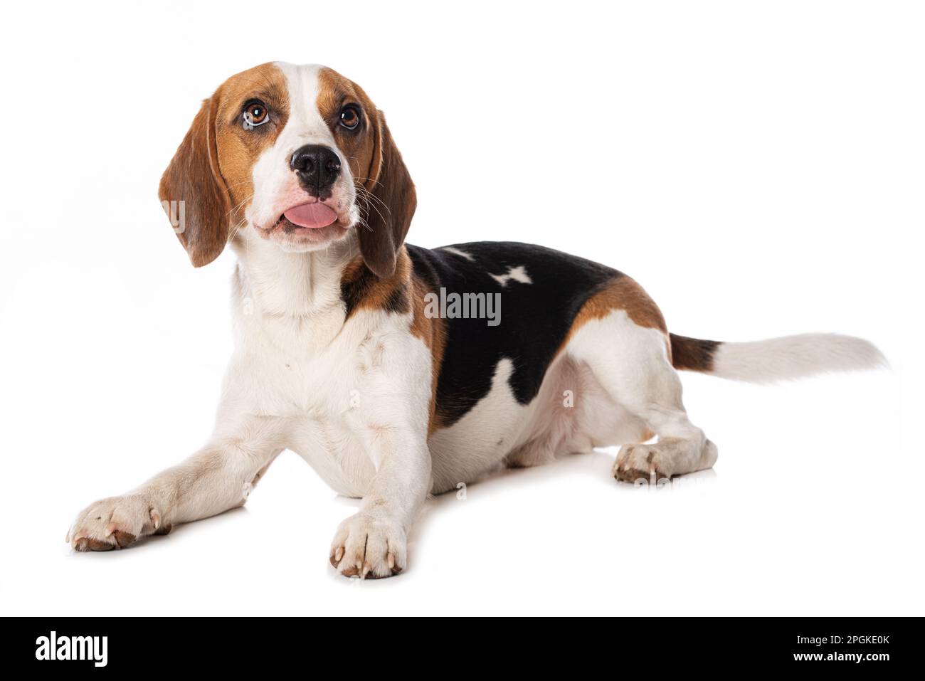 Beagle dog lying isolated on white background Stock Photo - Alamy
