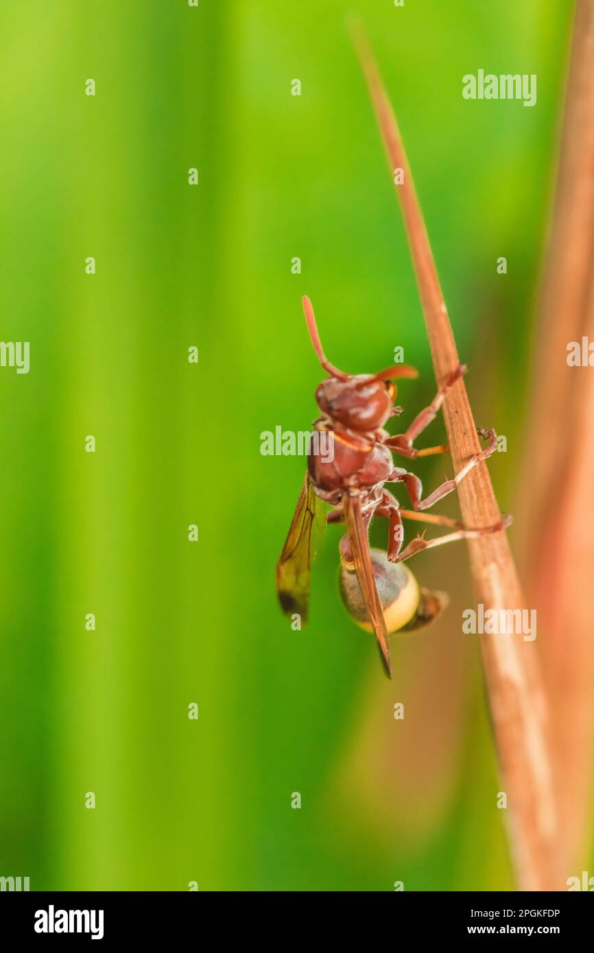 Hymenoptera on dry leaves Hymenoptera is classified as a bee insect. Because the stinger in Hymenoptera is a poisonous insect. Stock Photo