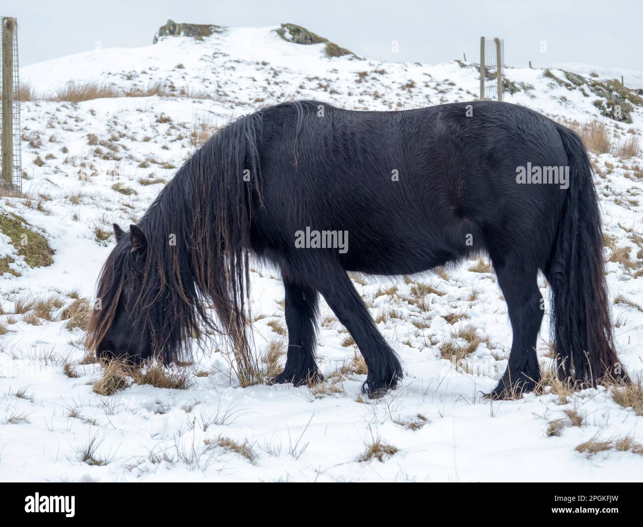 Fell Ponies In The Snow On Wansfell In Ambleside Lake District UK fell-ponies-in-the-snow-on-wansfell-in-ambleside-lake-district-uk
