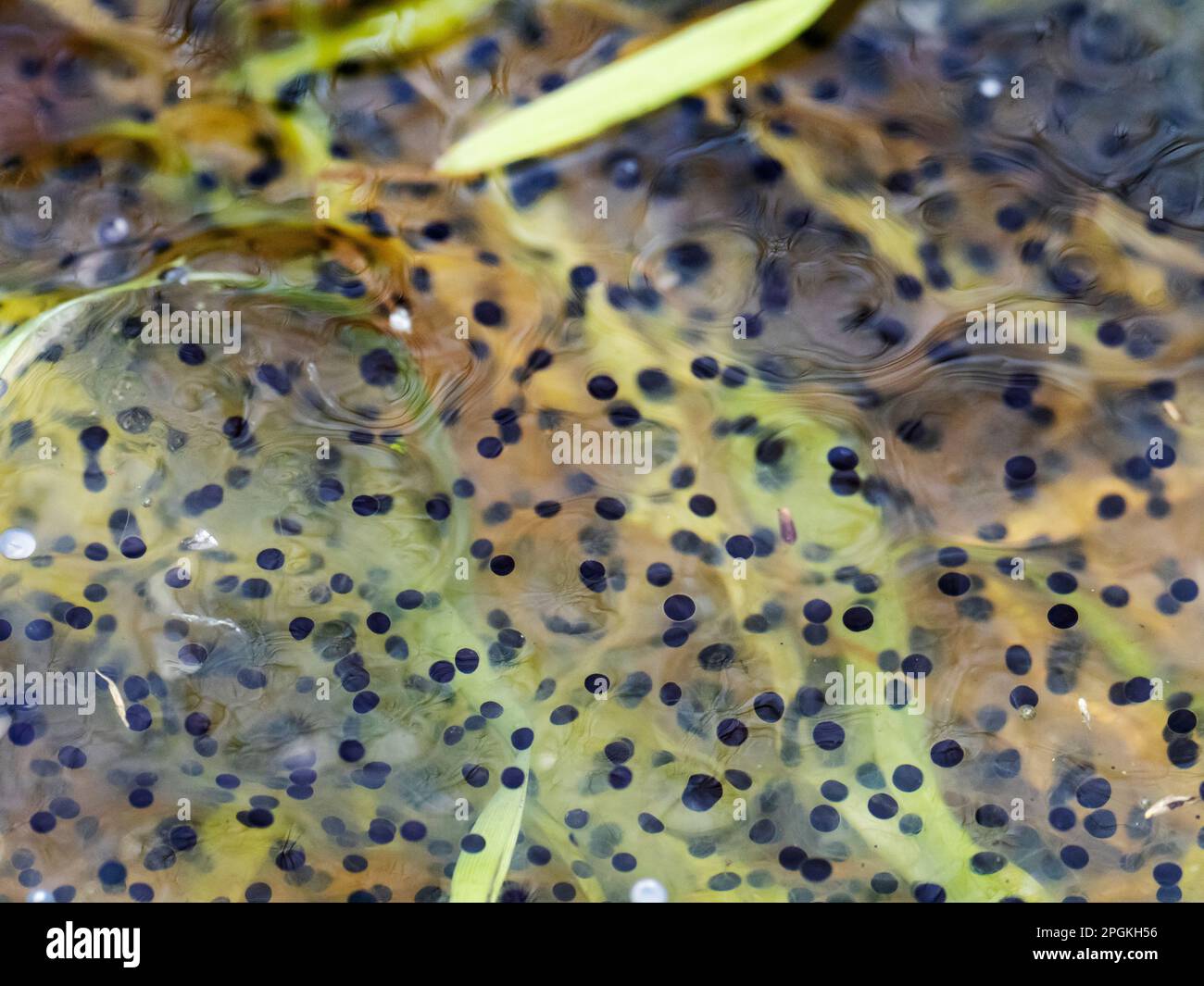 Frogspawn from Common Frog, Rana temporaria exhibiting cells division at Foulshaw, Cumbria, UK