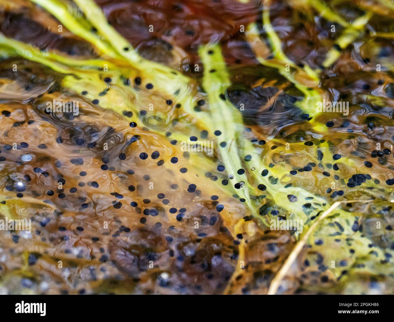 Frogspawn from Common Frog, Rana temporaria exhibiting cells division at Foulshaw, Cumbria, UK
