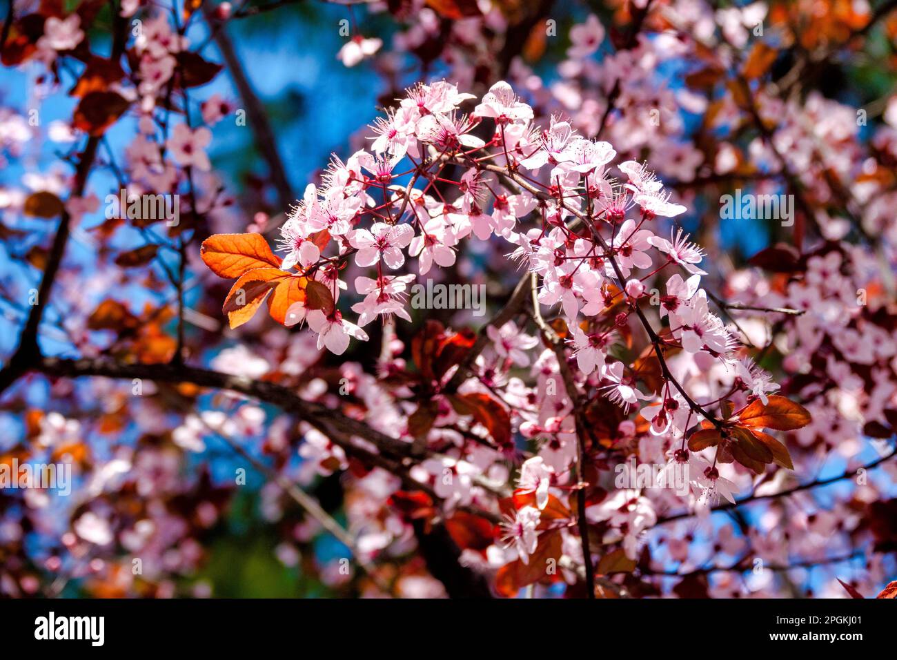 Close up of some cherry plum (Prunus cerasifera) flowers Stock Photo