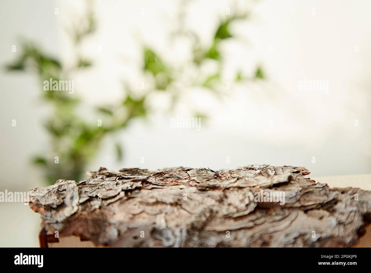 Natural tree bark podium with green leaves, copy space. Sustainable, eco-friendly lifestyle background Stock Photo