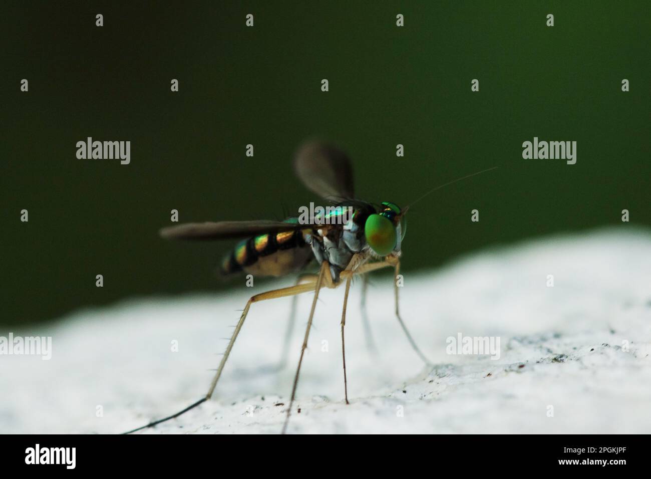 Dolichopodidae On a white background, Dolichopodidae A small fly The body has a metallic color. It has long, slender legs and thin, long body. Stock Photo
