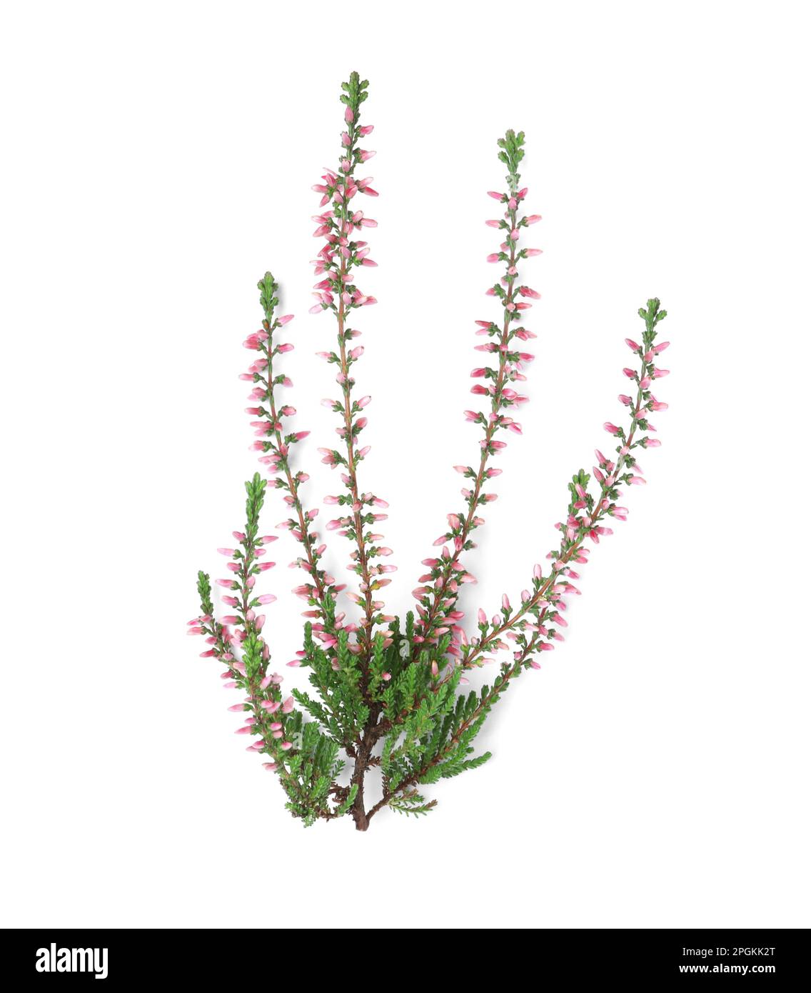 Branch of heather with beautiful flowers isolated on white Stock Photo