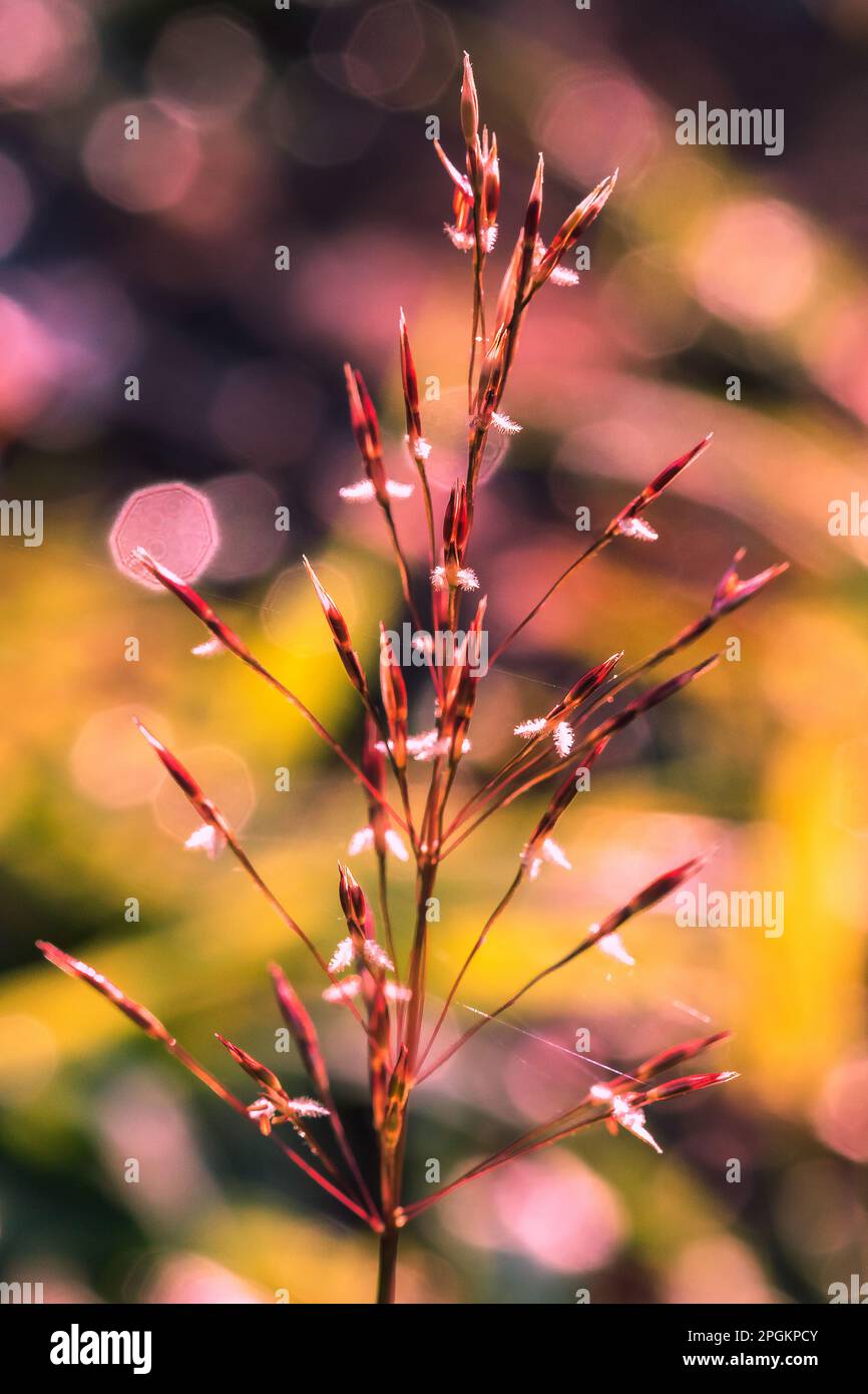 Grass pollen in nature Are breaking out for distribution Stock Photo