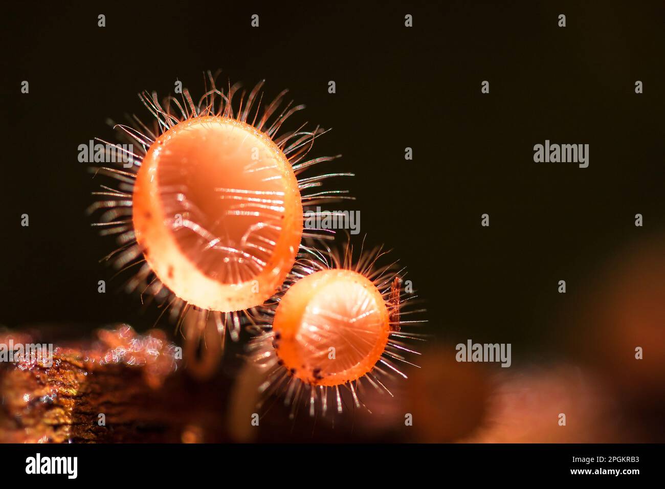 The Fungi Cup thrives on a dead log or tree. In the phylum