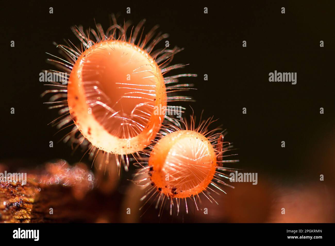 The Fungi Cup thrives on a dead log or tree. In the phylum