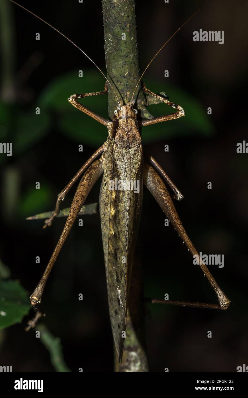 Brown grasshopper , Large grasshoppers, harmonious colors Some are all ...