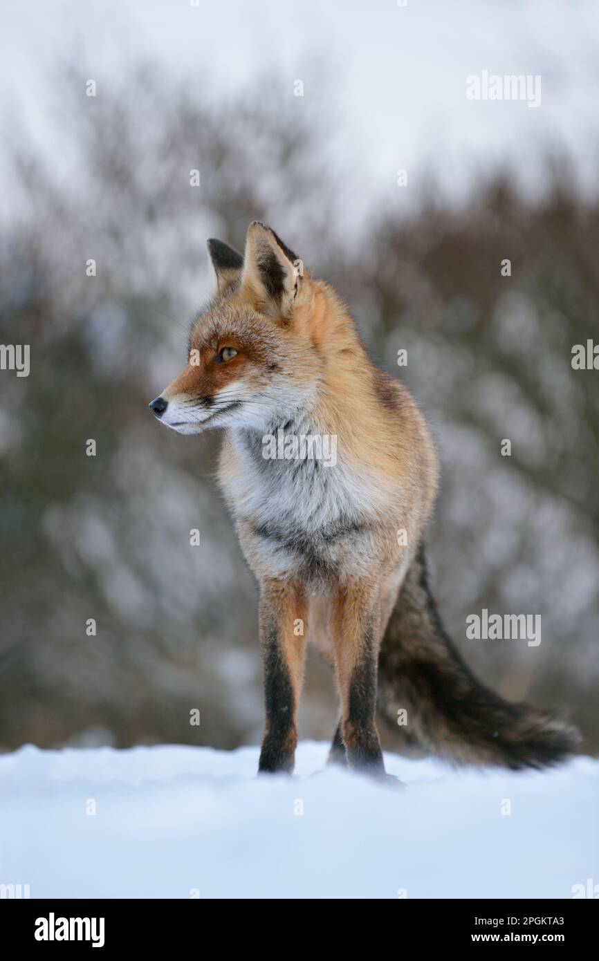 waiting... Red fox ( Vulpes vulpes ), fox frontal in snow, shot taken from mouse perspective. Stock Photo