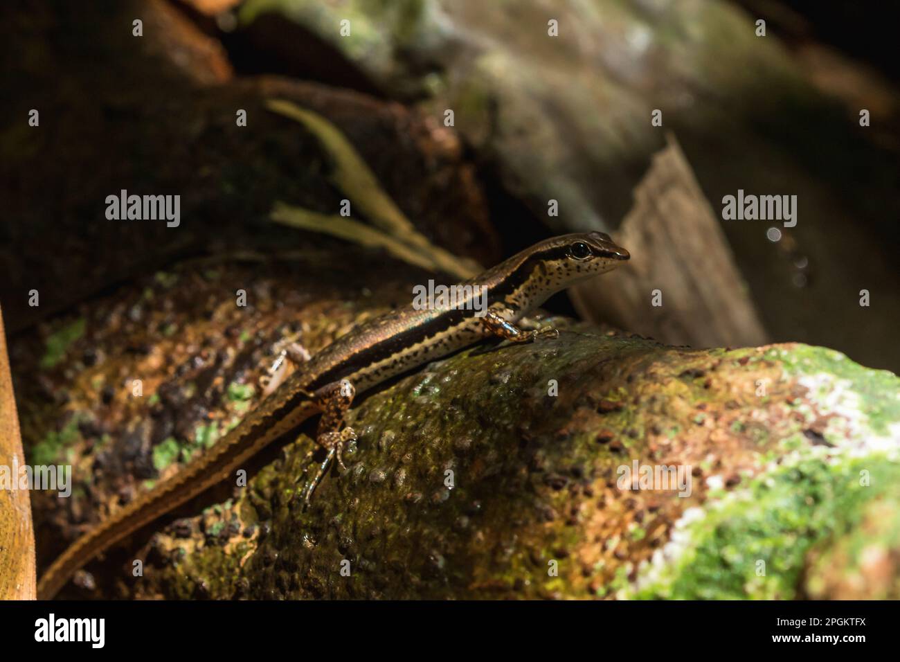 A skink on a log in nature , Skink is a reptile that is rated. Squamata, Spotted forest skink, Maculated forest skink, Sphenomorphus maculatus are on Stock Photo