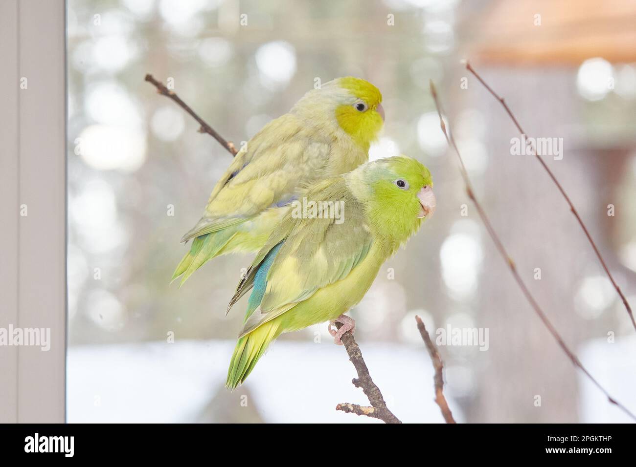 A pair of forepus parrots are sitting on a cage while walking around the room. Pets. Stock Photo