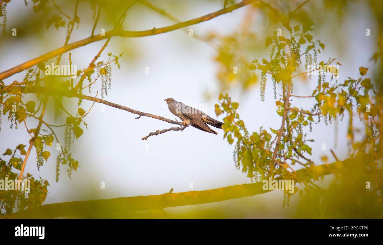 Cuckooflies from tree to tree and lands on a branch and flying in the sky, the best photo. Stock Photo