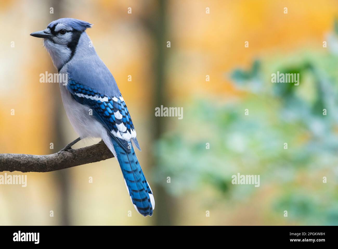 Blue Jay searching for food, sitting on branch or on bird feeders ...