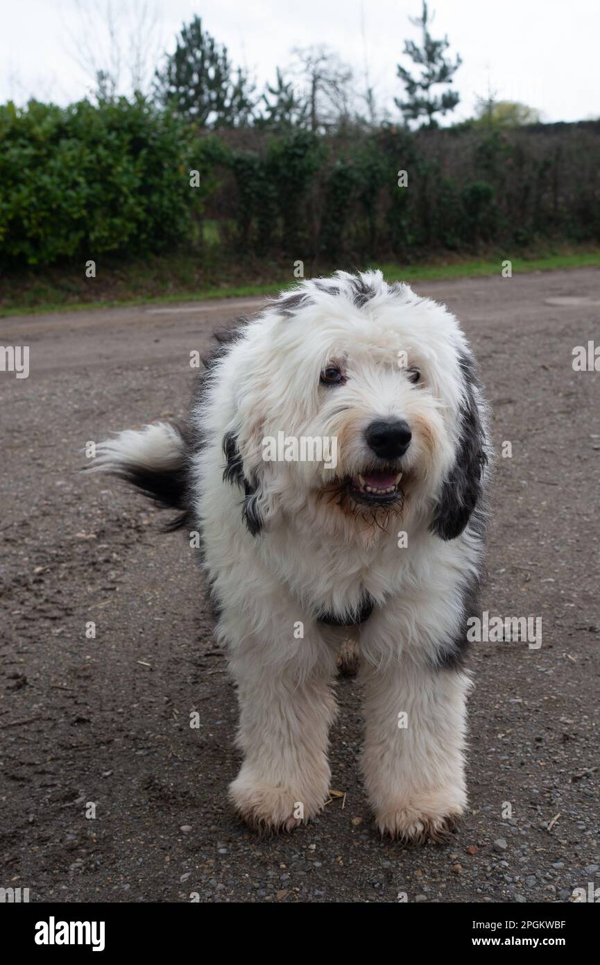 Old english sheepdog uk hi-res stock photography and images - Alamy