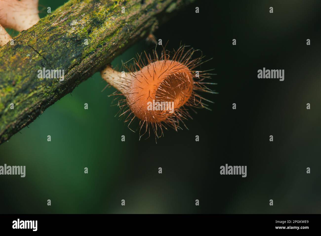Cookeina sulcipes on dried logs Cookeina sulcipes are in the phylum