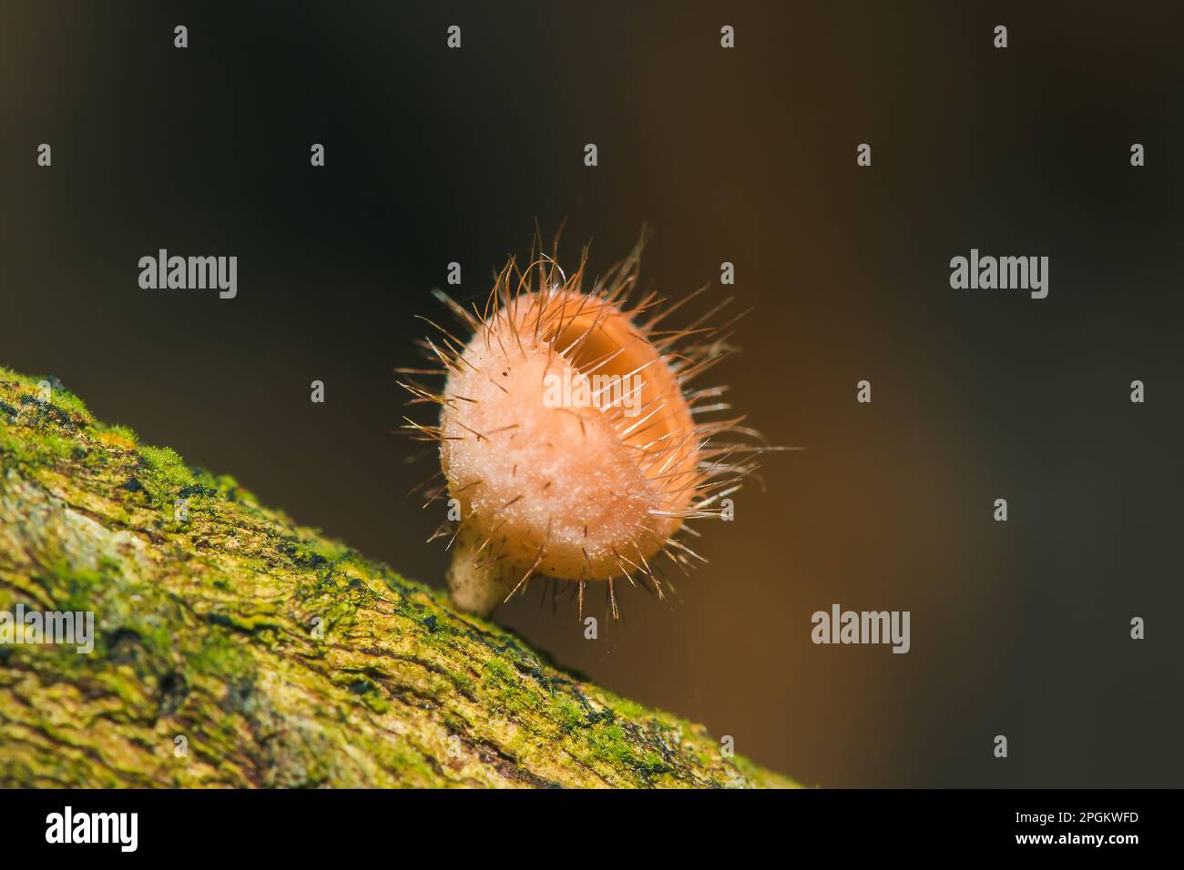 Cookeina sulcipes on dried logs Cookeina sulcipes are in the phylum