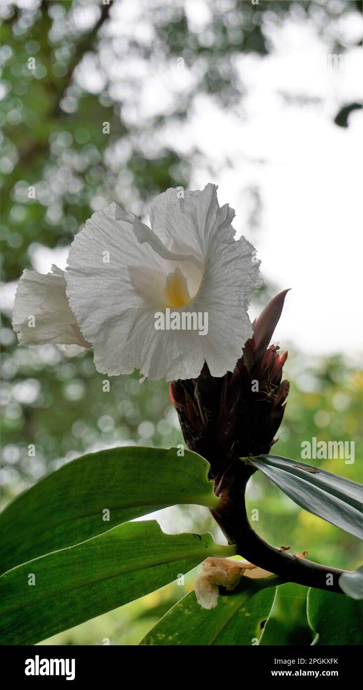 Closeup of flower of Costus speciosus known as Canereed, Cheilocostus speciosus, Amomum arboreum etc Stock Photo