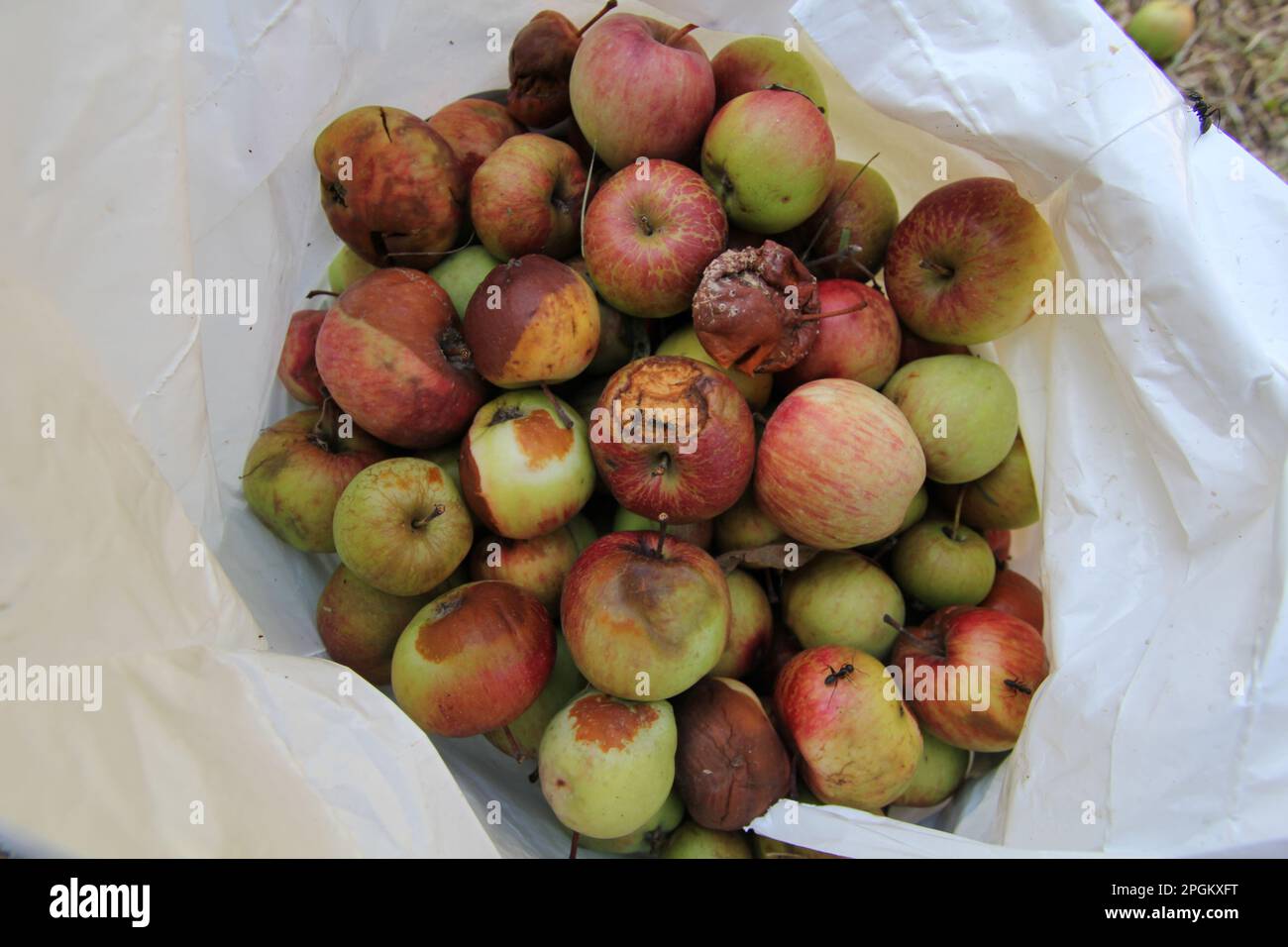 A bag of rotten apples. Stock Photo